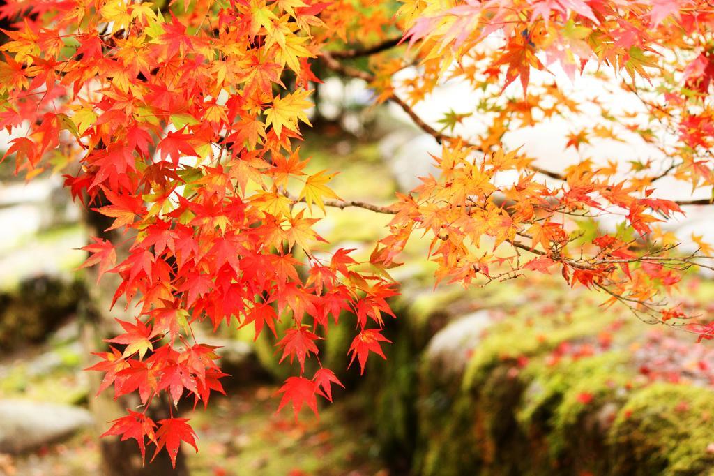 Yutorelo-An Annex Hakone Extérieur photo